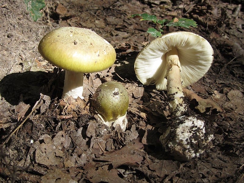 amanita poisonous mushroom dangerous