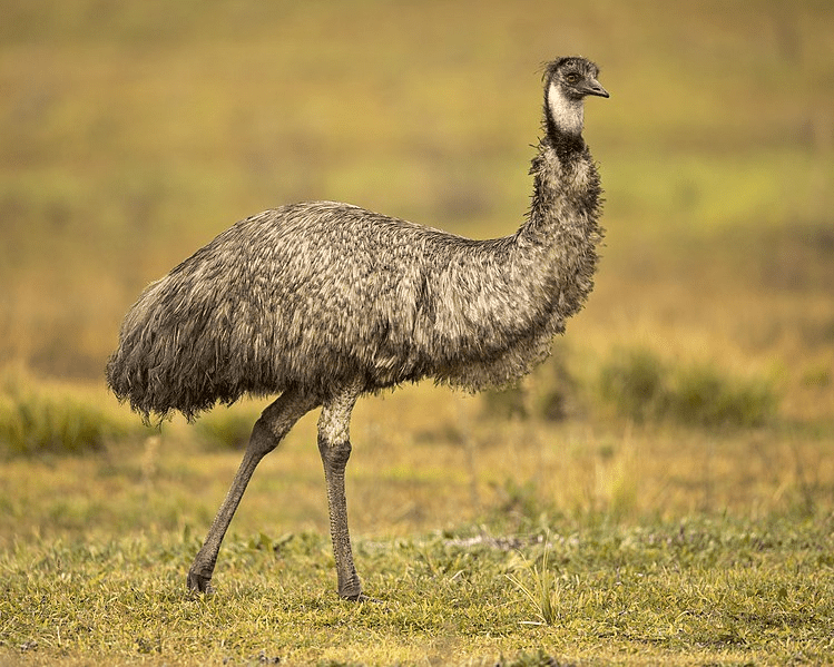 emu bird