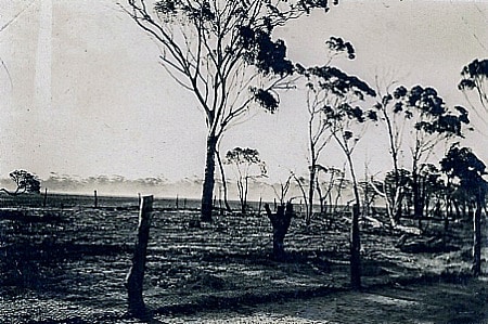fallow caused by emu in the emu war