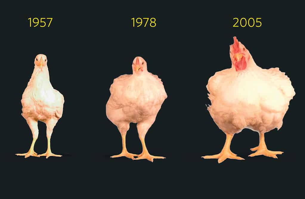 Pictures of three different types of broilers illustrating how chickens have grown in size over the years.