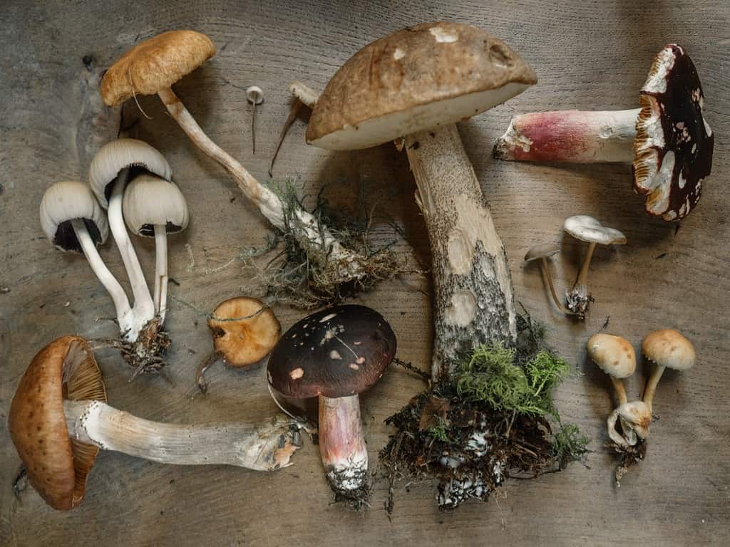 foraged mushrooms