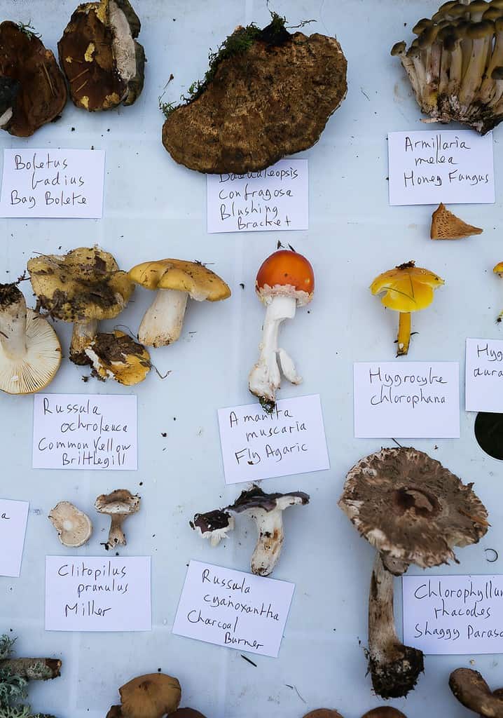 wild mushrooms