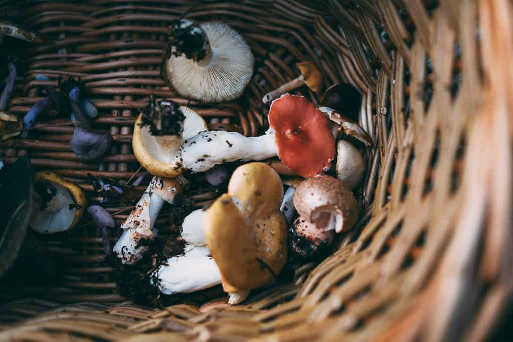 foraged mushrooms