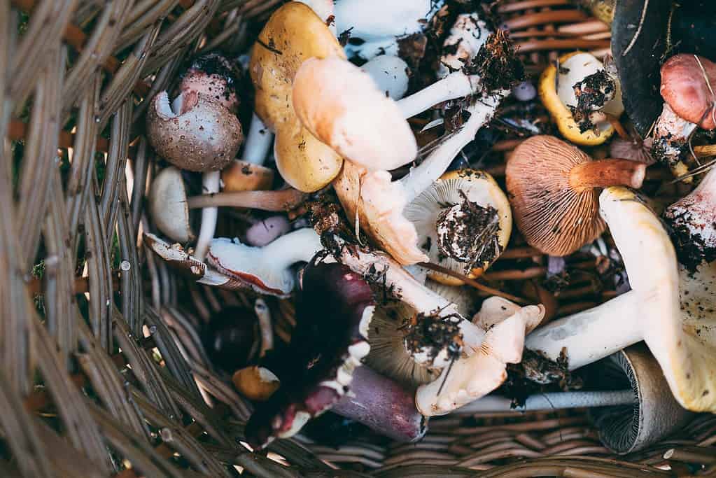 foraged mushrooms
