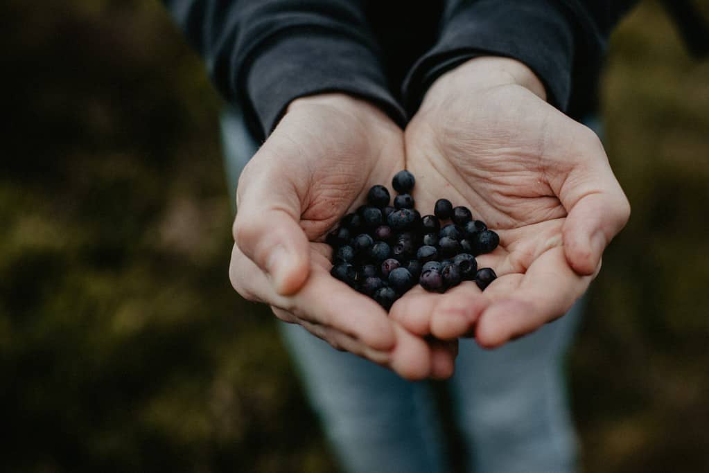 foraged fruits