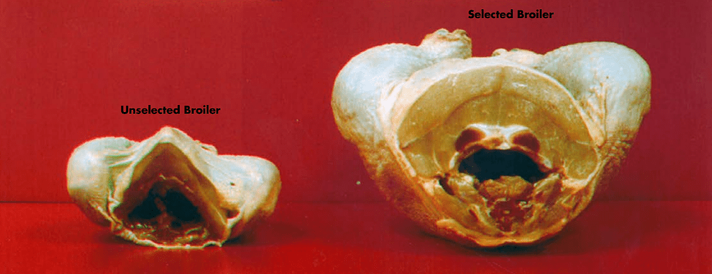 A side by side comparison of two broiler carcasas, one smaller unselected broiler and the larger selecter broiler.