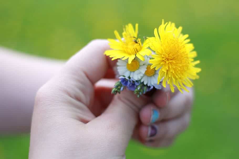 dandelion and other herbals