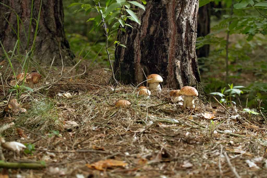 porcini mushrooms