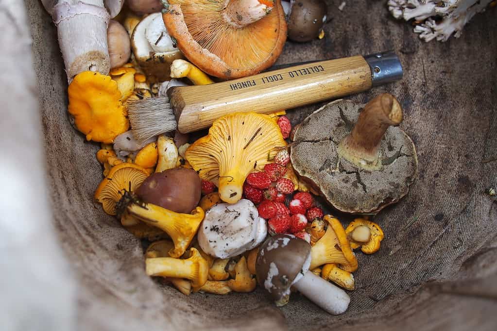 foraged mushrooms and fruits