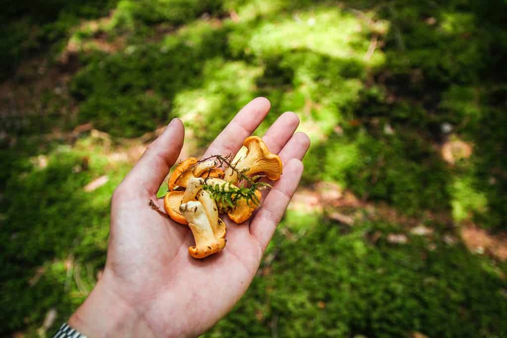 some mushrooms held in the palm of a hand