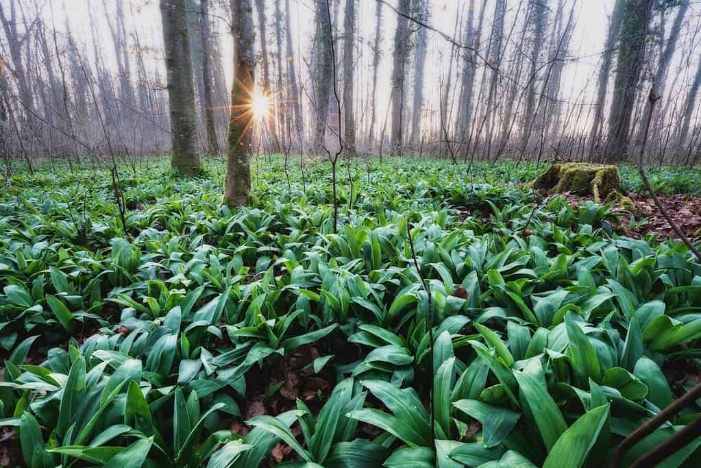 wild garlic