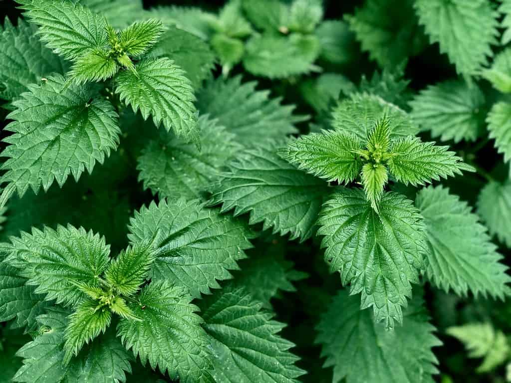 wild nettles