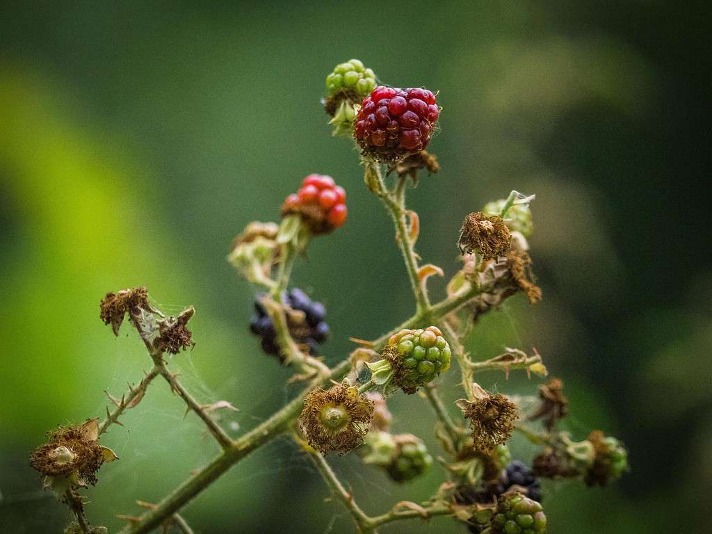blackberries