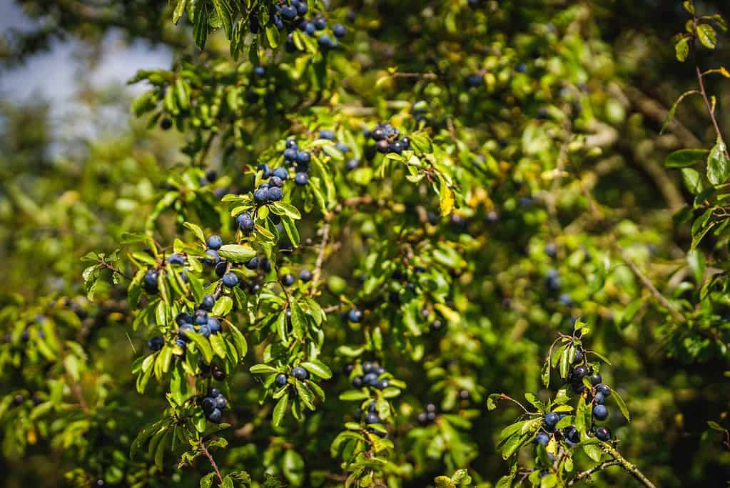 wild fruits