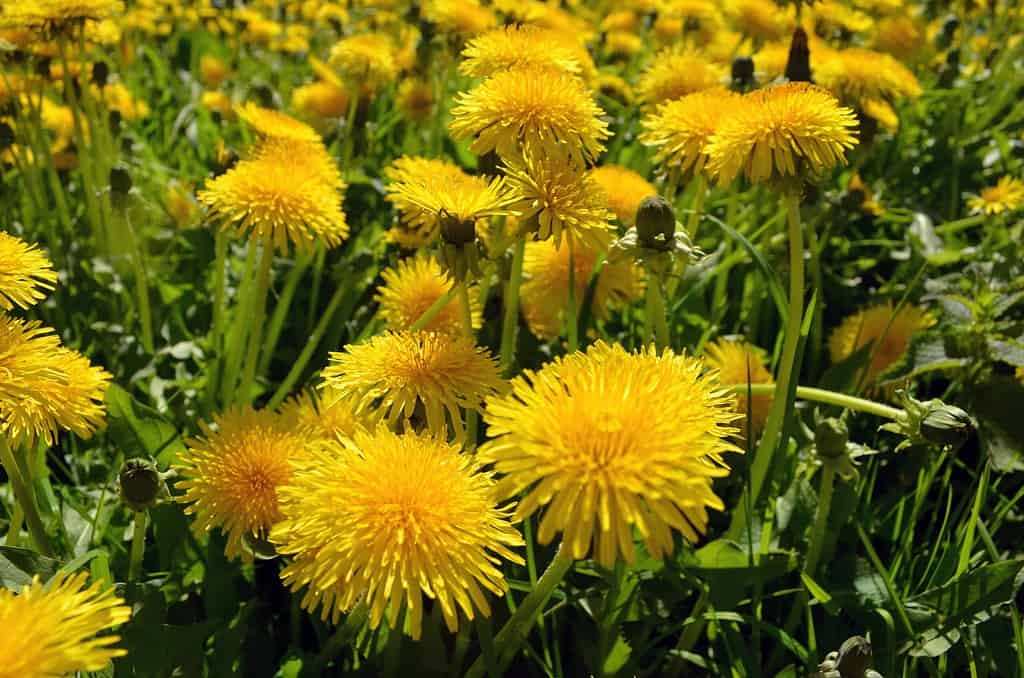 dandelions growing