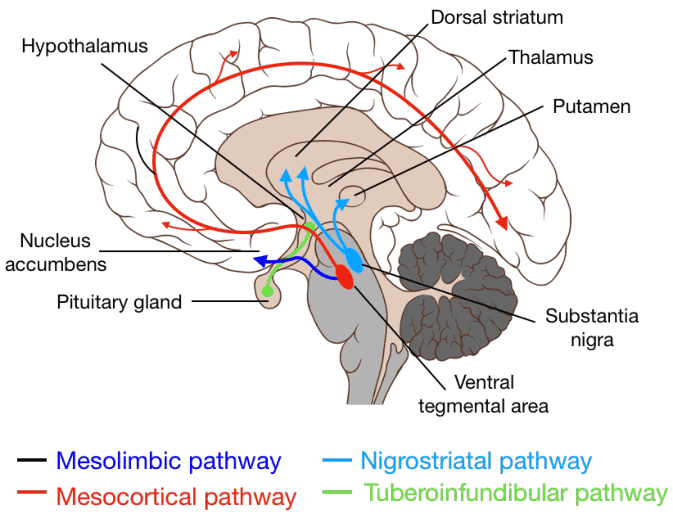 Schematic of brain regions showing the main dopamine pathways.