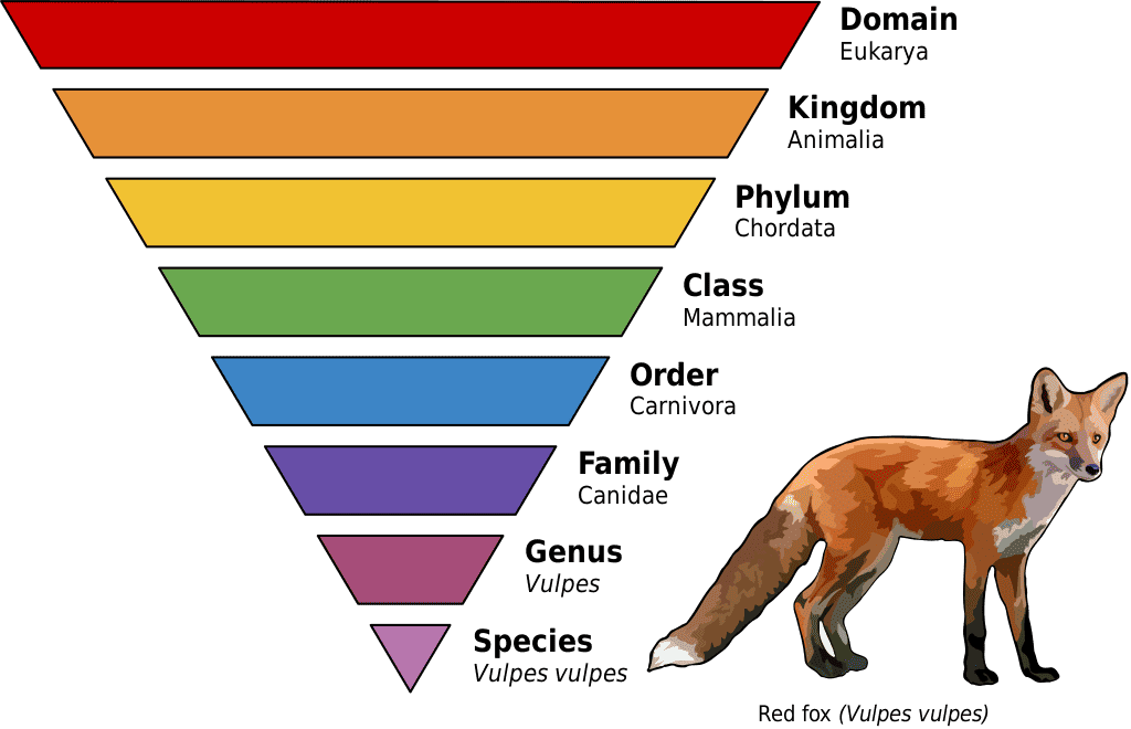taxonomy example
