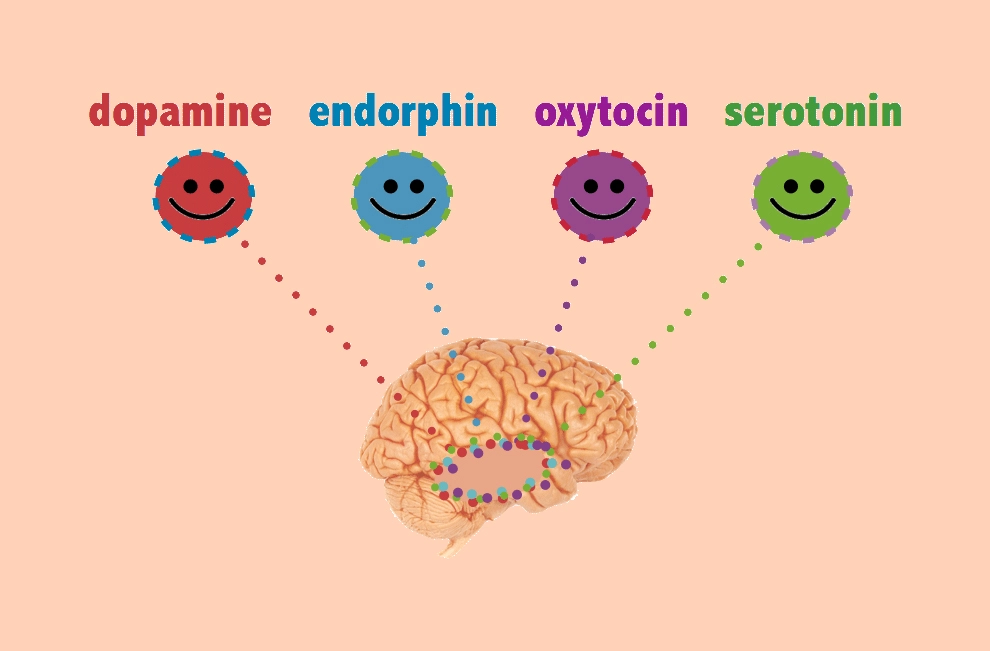 Illustration of the happy chemicals: dopamine, endorphins, oxytocin, and serotonin along with brain schematic.
