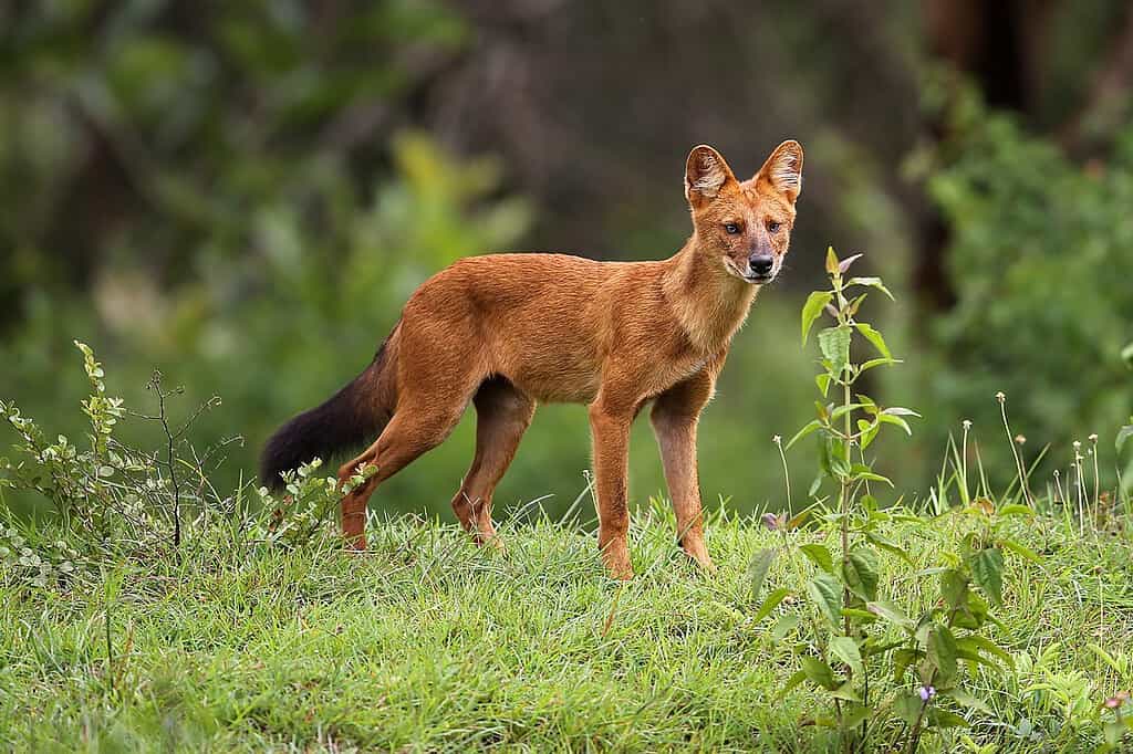 Dhole Indian wild dog