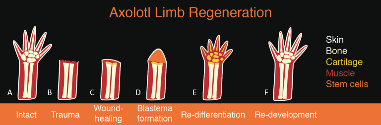 Axolotl regeneration