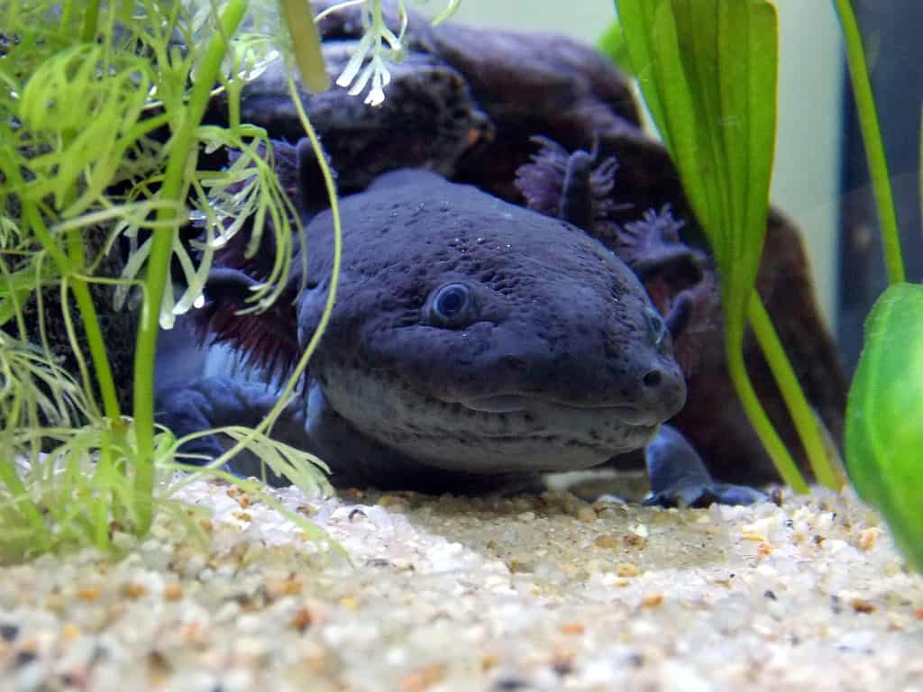 Purple axolotl