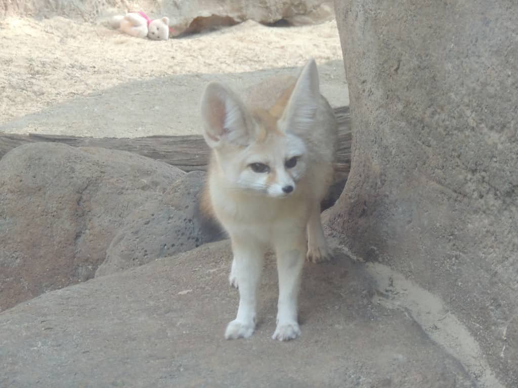 Fennec fox