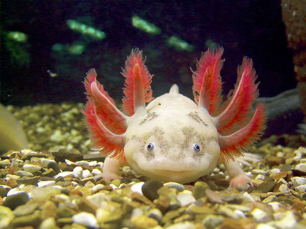 Axolotl in aquarium