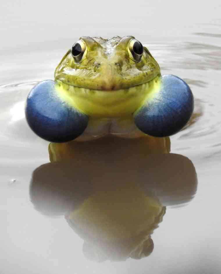 Indian Bullfrog closeup